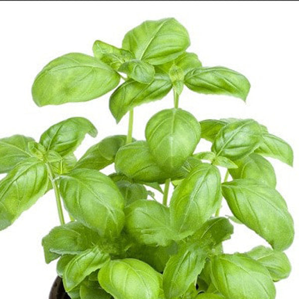 Basil Herb Sweet Genovese Glen Seeds